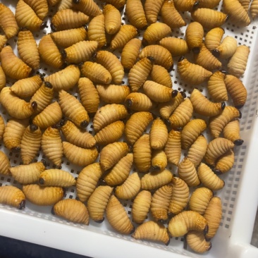 竹虫