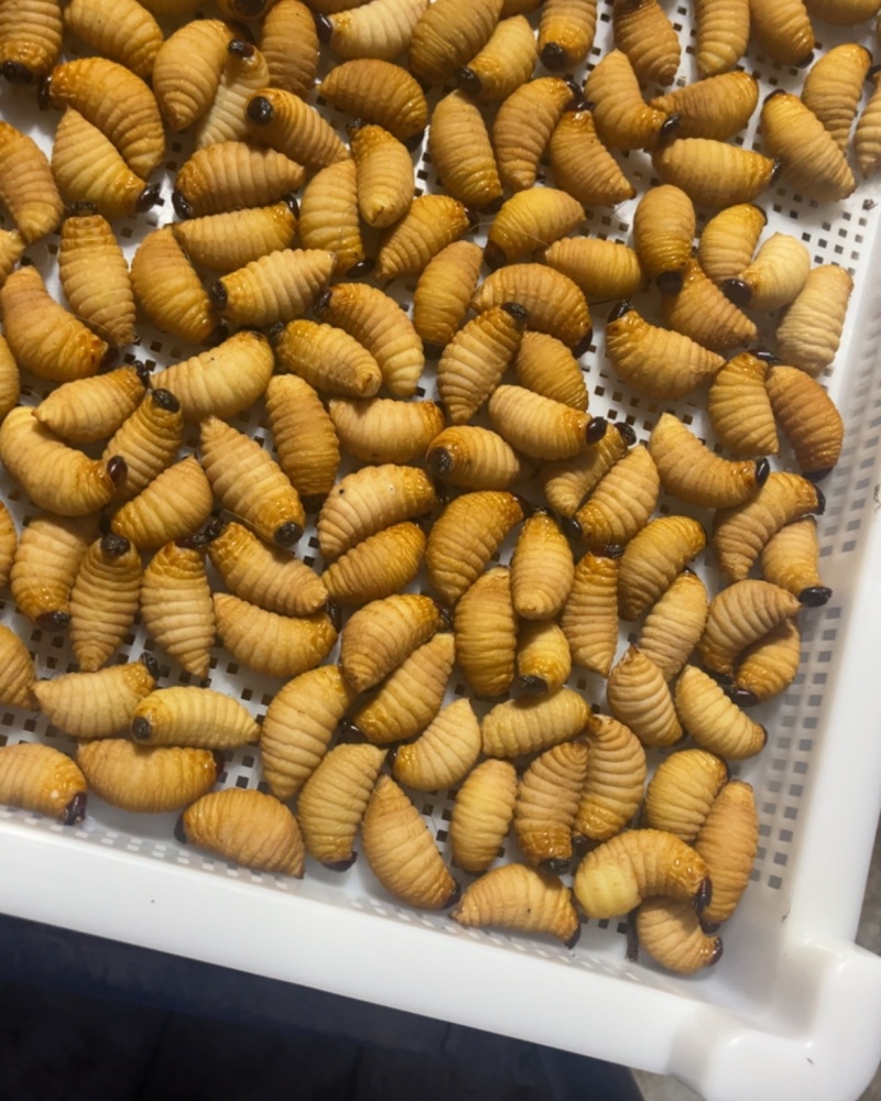 竹虫