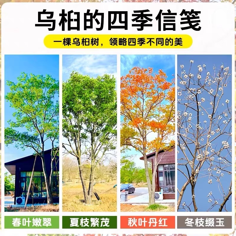 乌桕树苗1一30公分