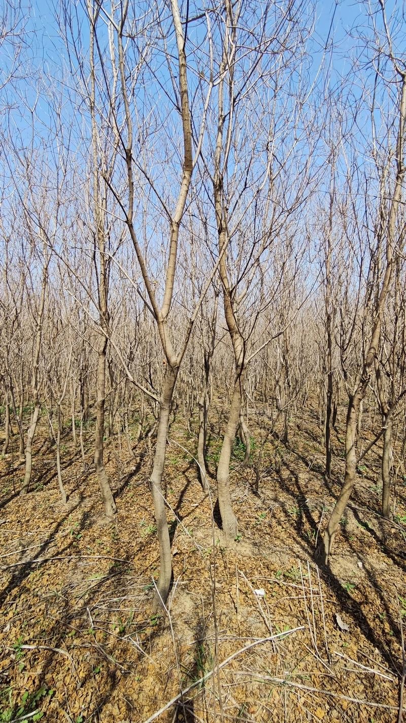 乌桕树苗1一30公分