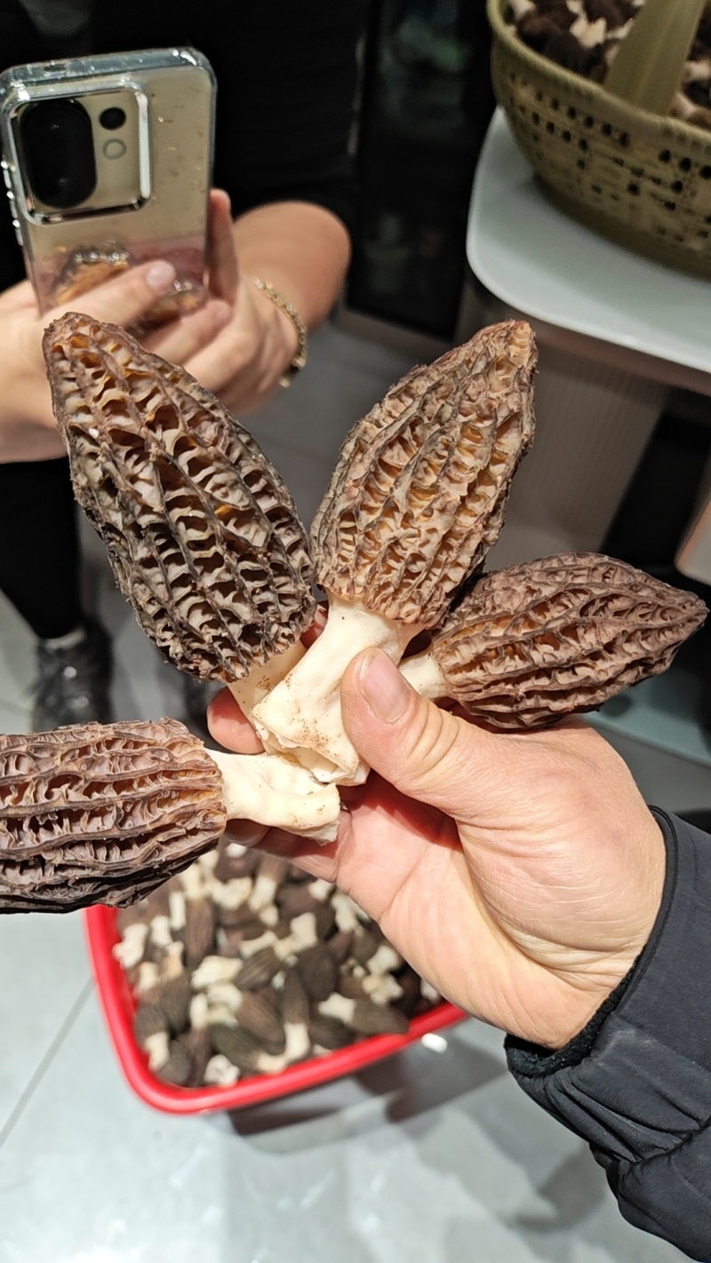 新鲜羊肚菌