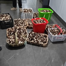新鲜羊肚菌