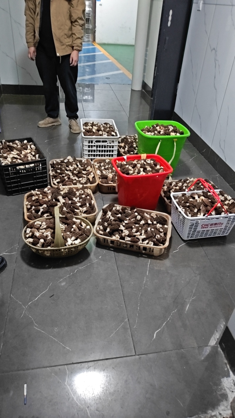 新鲜羊肚菌