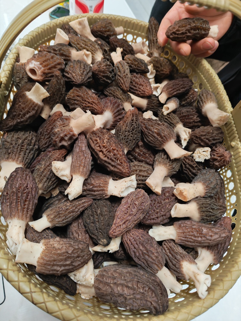 新鲜羊肚菌