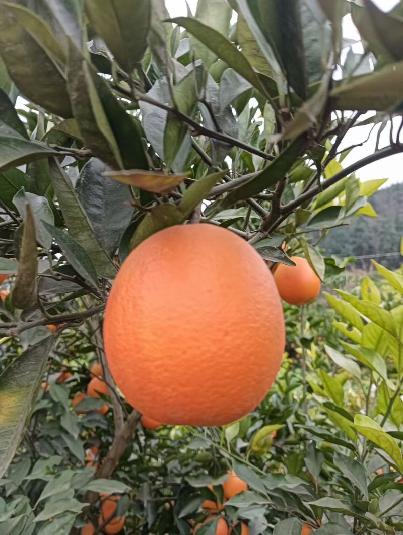 血橙
