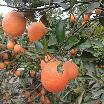 血橙