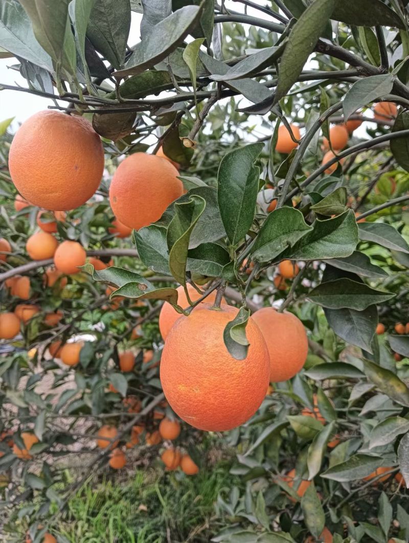 血橙