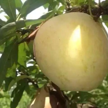 粤北黄金奈李