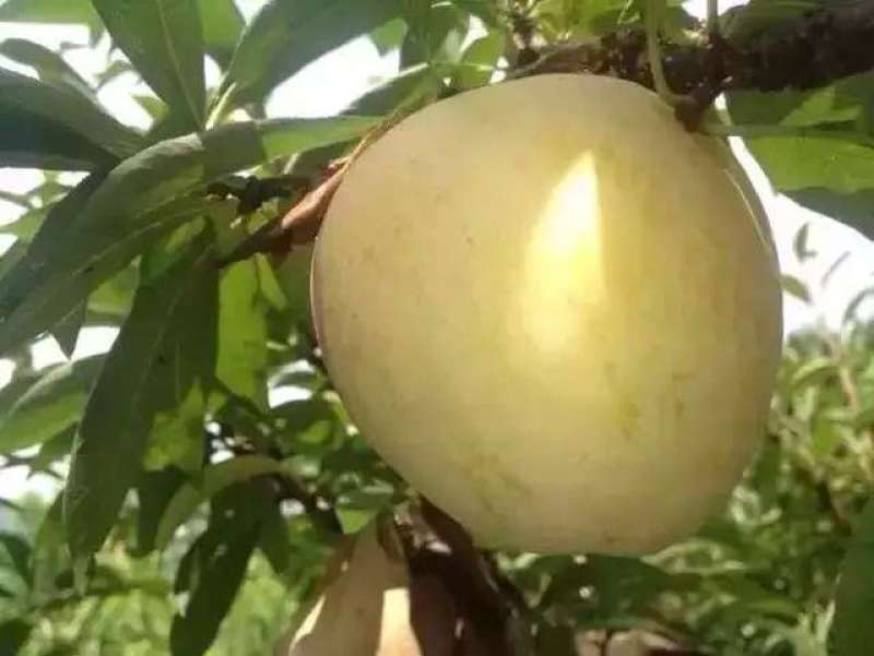 粤北黄金奈李