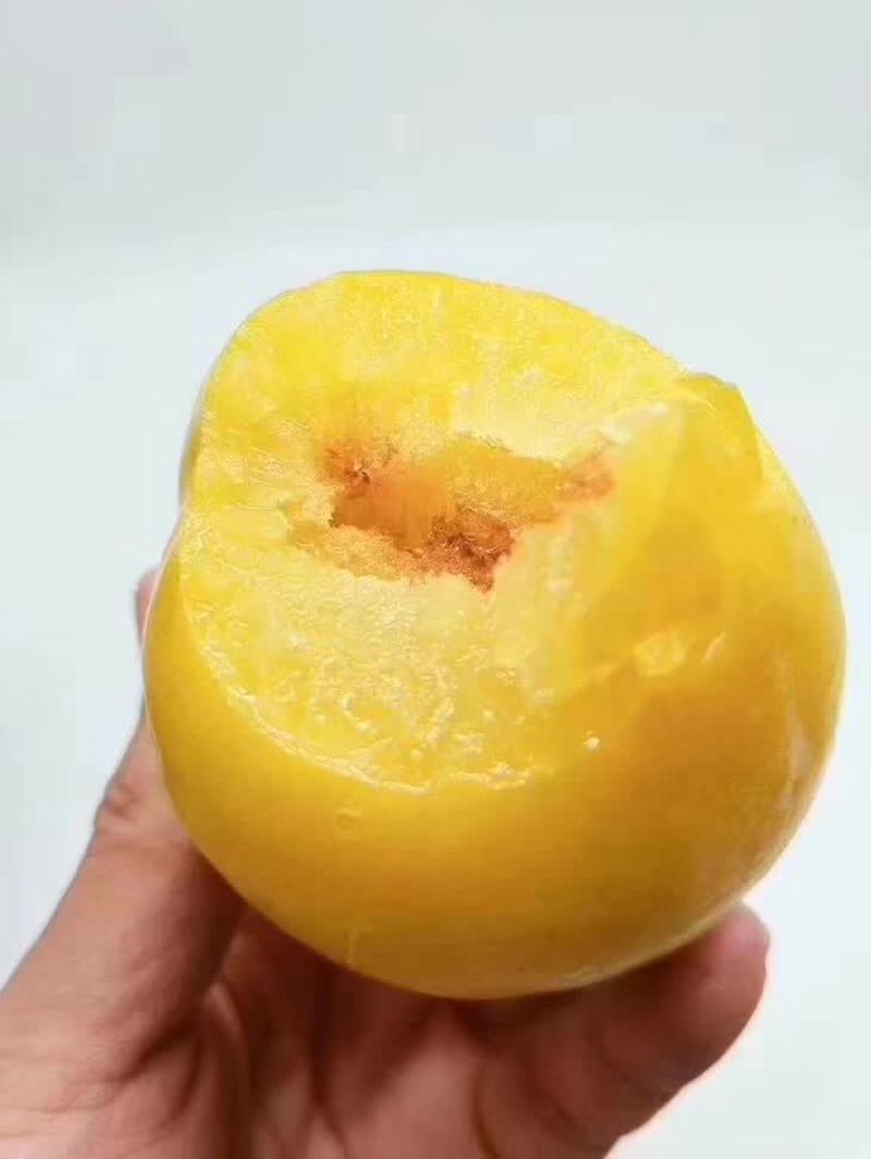 粤北黄金奈李