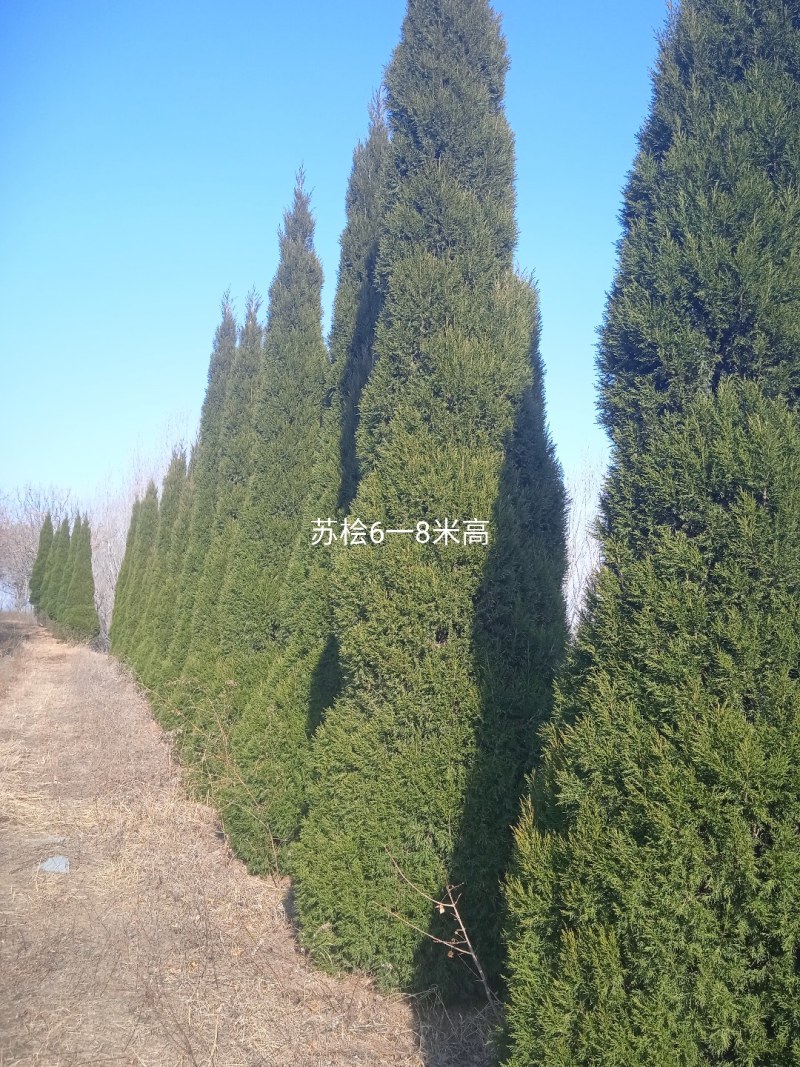 蜀桧，