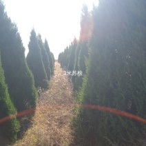 蜀桧，