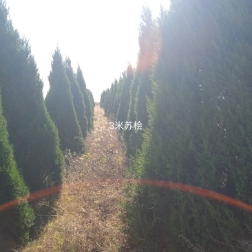 蜀桧，