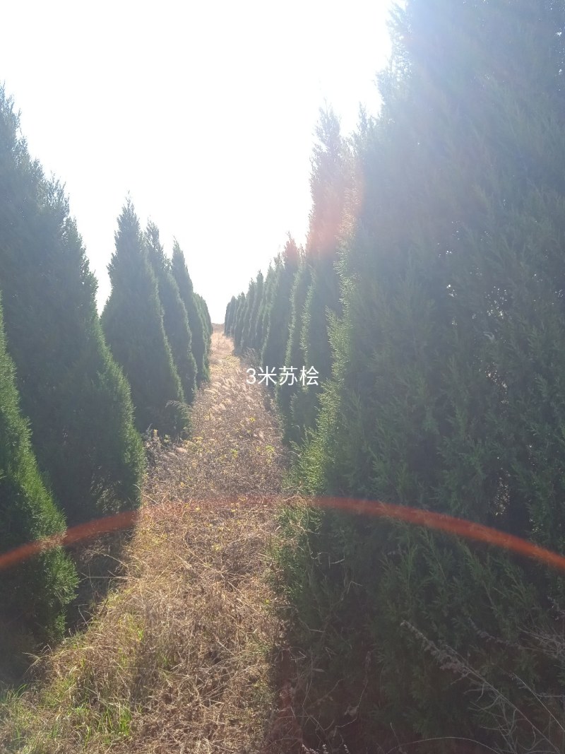 蜀桧，