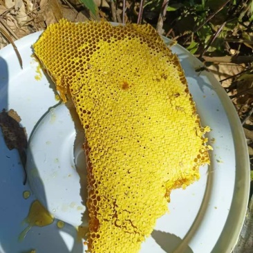 深山林野蜂蜜品质好需要老板联系我***********