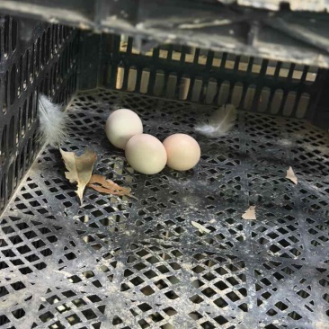 自家散养土鸡蛋都是喂好东西量不多有缘人带去适合自己吃