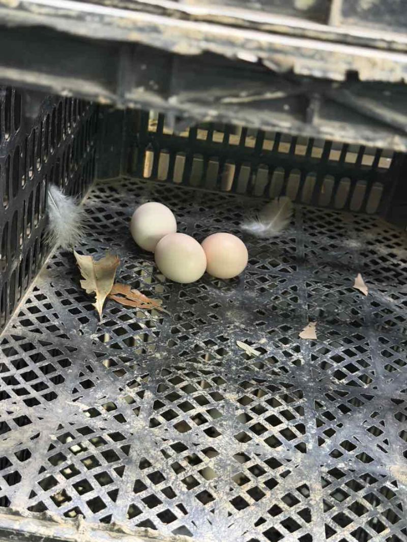 自家散养土鸡蛋都是喂好东西量不多有缘人带去适合自己吃