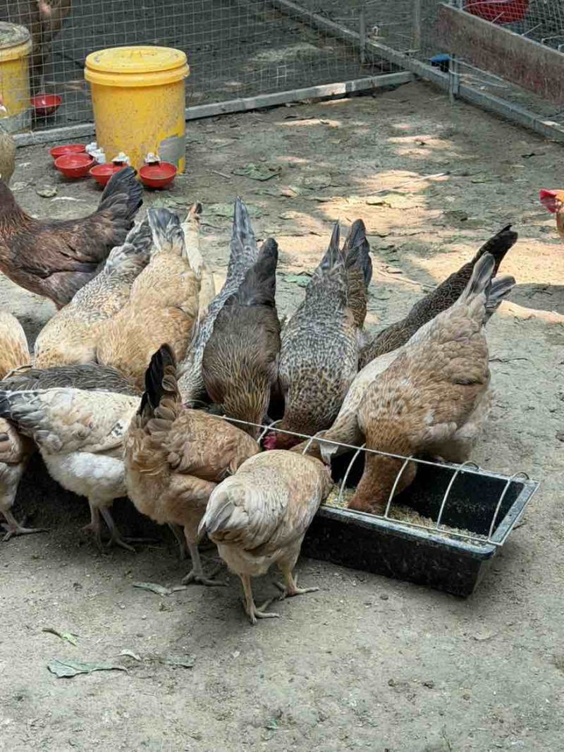 自家散养土鸡蛋都是喂好东西量不多有缘人带去适合自己吃