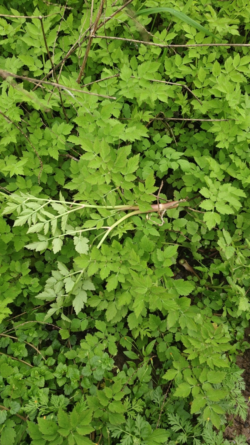 野芹菜