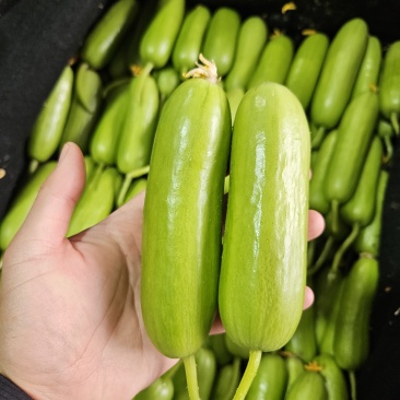 奶油黄瓜精品货