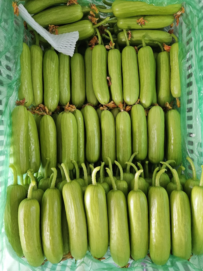 奶油黄瓜精品货