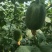 优质苹果丝瓜100斤起售价格现义