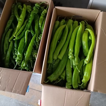 黄皮尖椒，螺丝椒