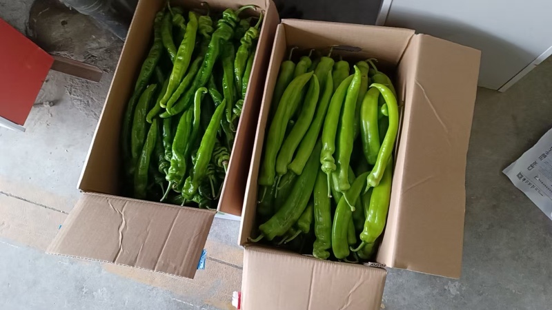 黄皮尖椒，螺丝椒