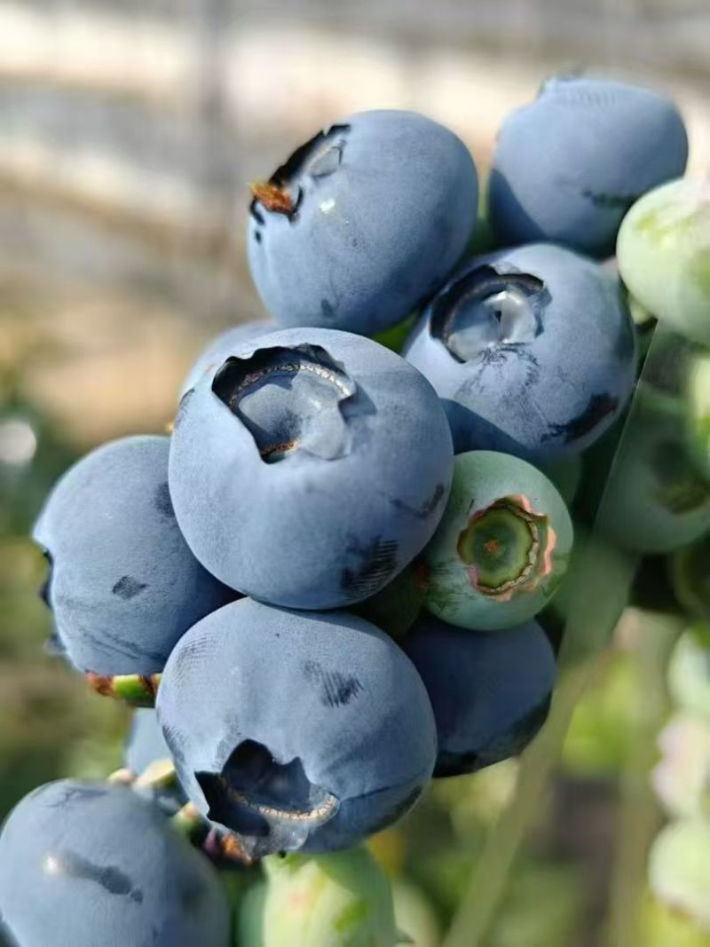 丹东蓝莓，全国发货，批发，欢迎联系，量大可议价