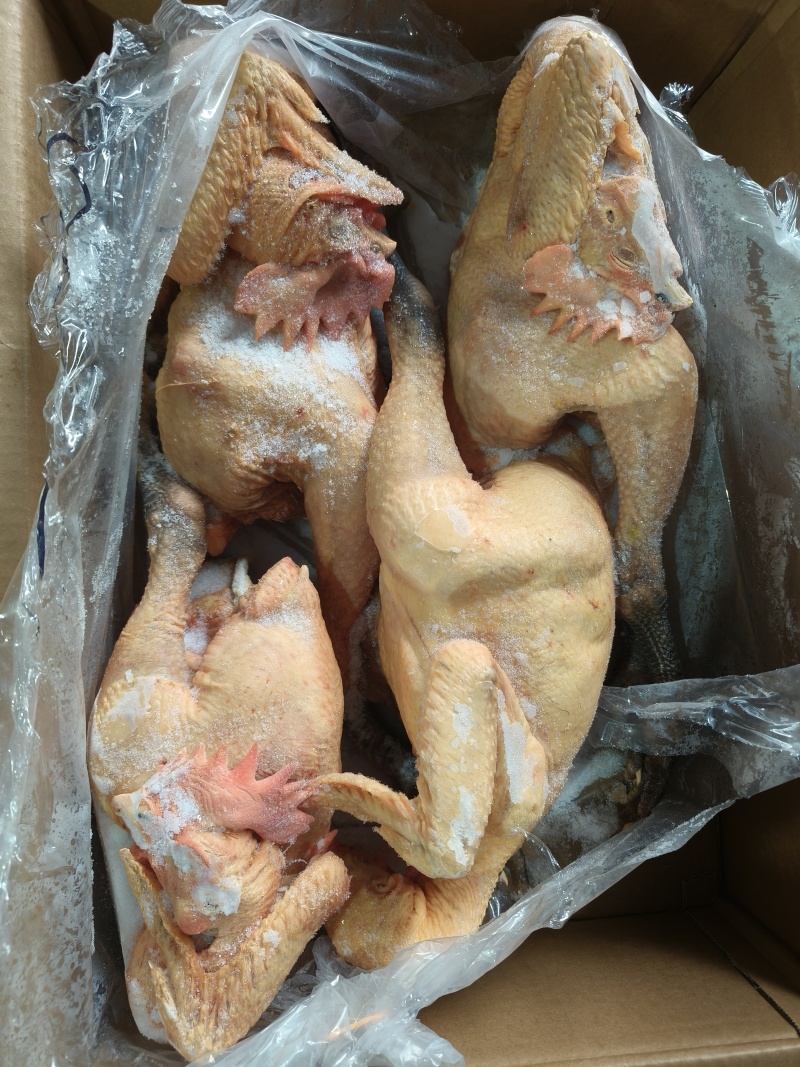 二级青脚麻公4-5-6只规格8kg/8.5kg/9.5kg
