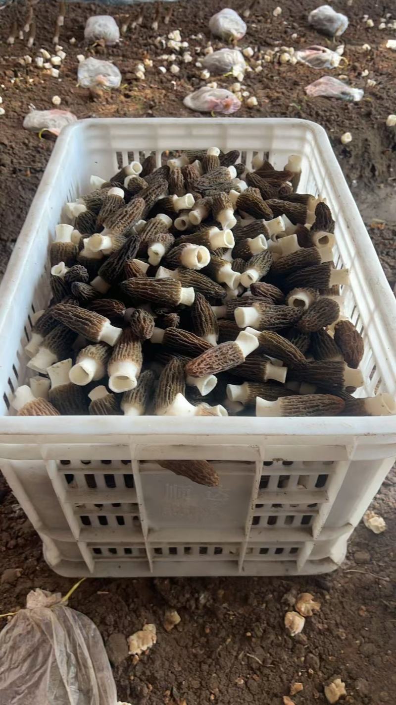 羊肚菌鲜货一次清完两万斤