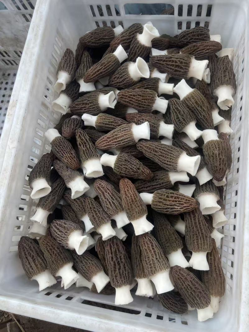 羊肚菌鲜货一次清完两万斤