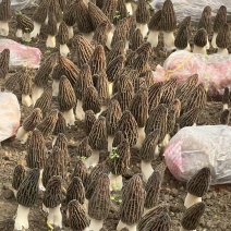 羊肚菌鲜货一次清完两万斤