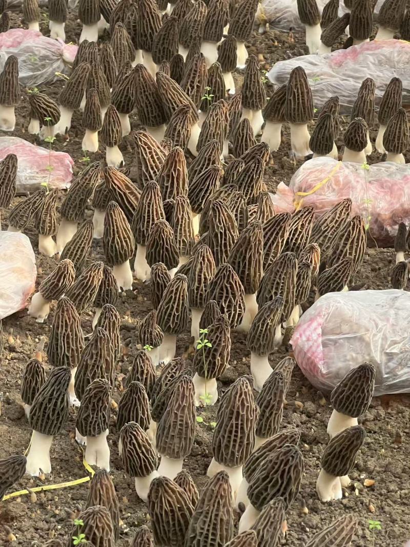 羊肚菌鲜货一次清完两万斤