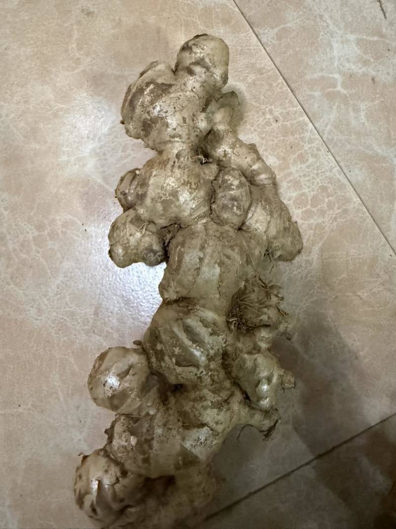 小黄姜，本地生姜，统货，1元批发