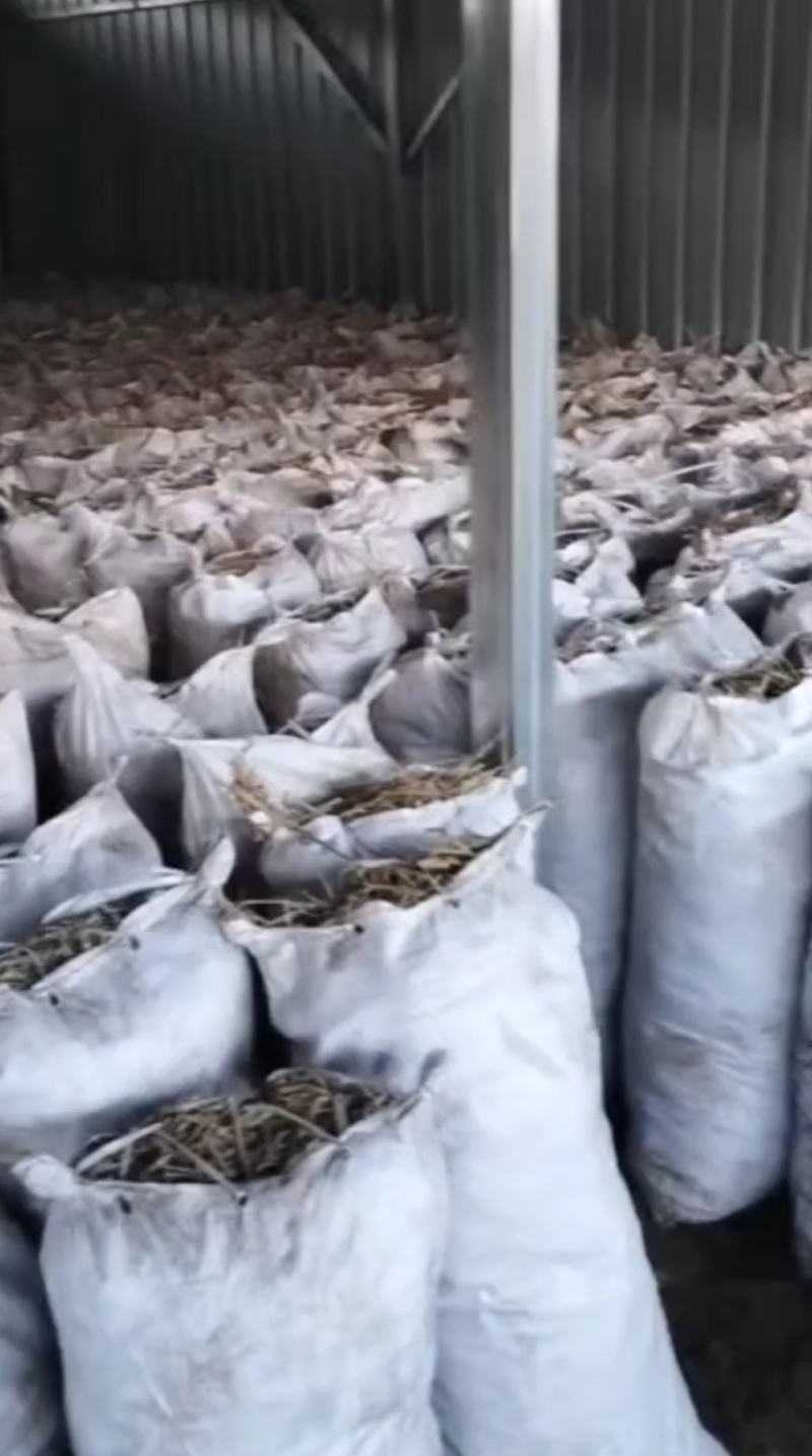 出售精当归苗子900袋，好苗子，可以看货，想要联系