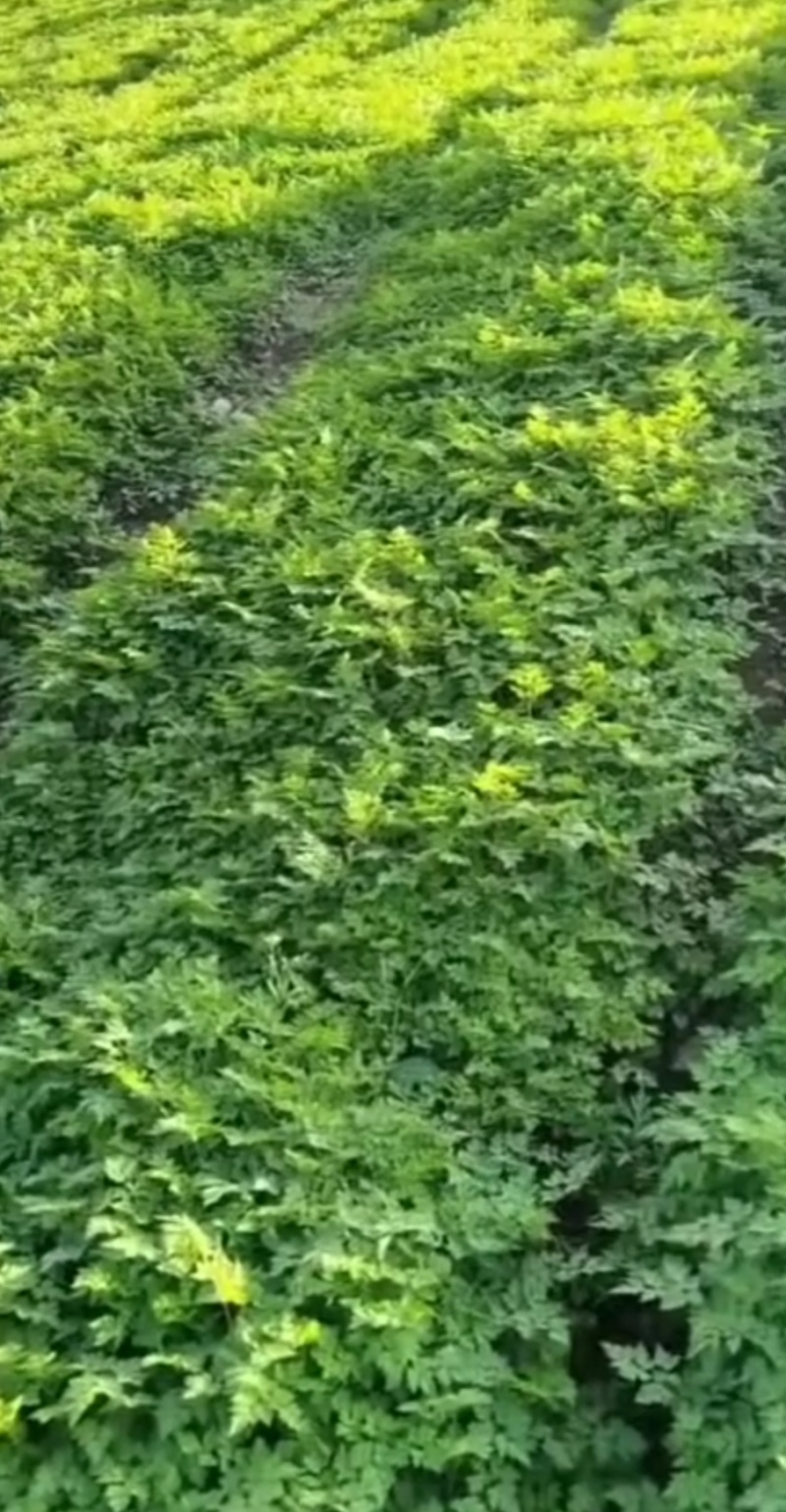 出售精当归苗子900袋，好苗子，可以看货，想要联系