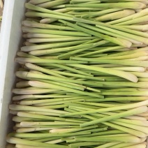 大量出香茅草产地直发