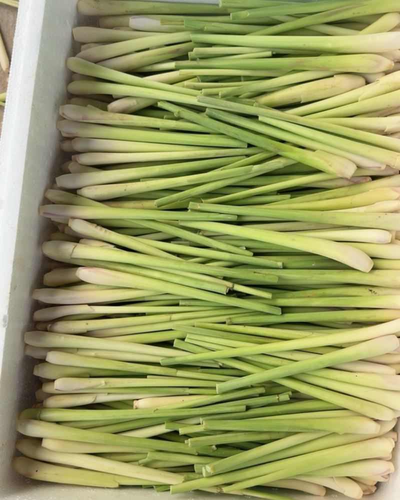 大量出香茅草产地直发