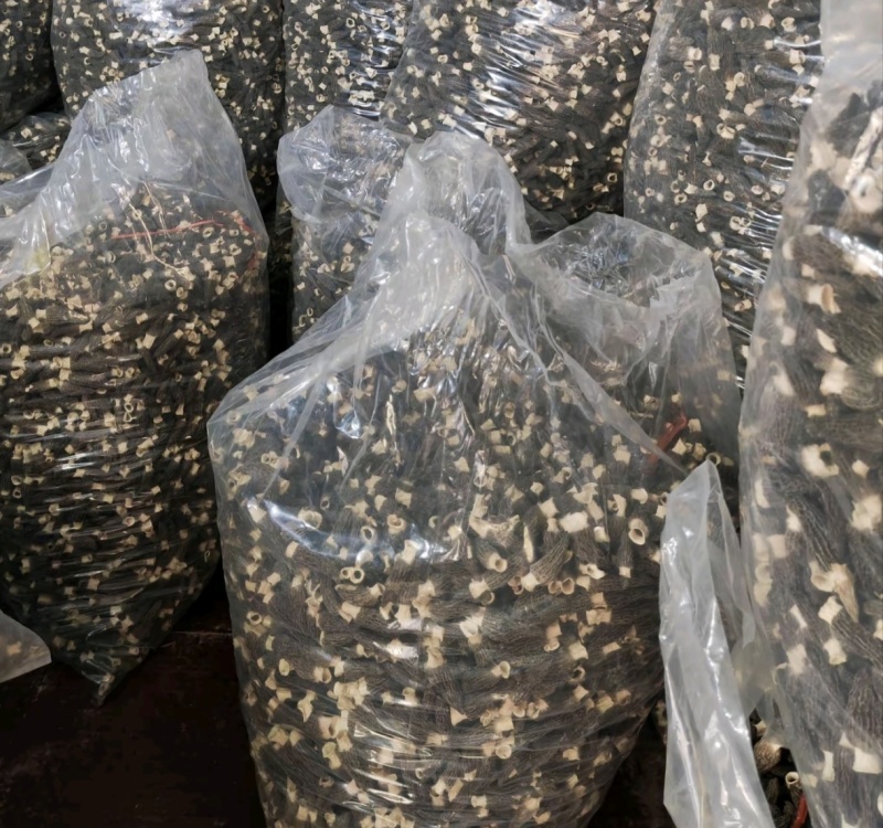 羊肚菌