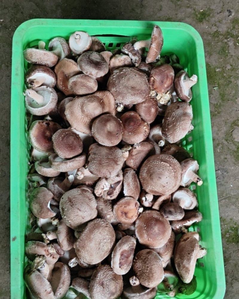【推荐】鲜香菇批发市场，一件代办，货源充足
