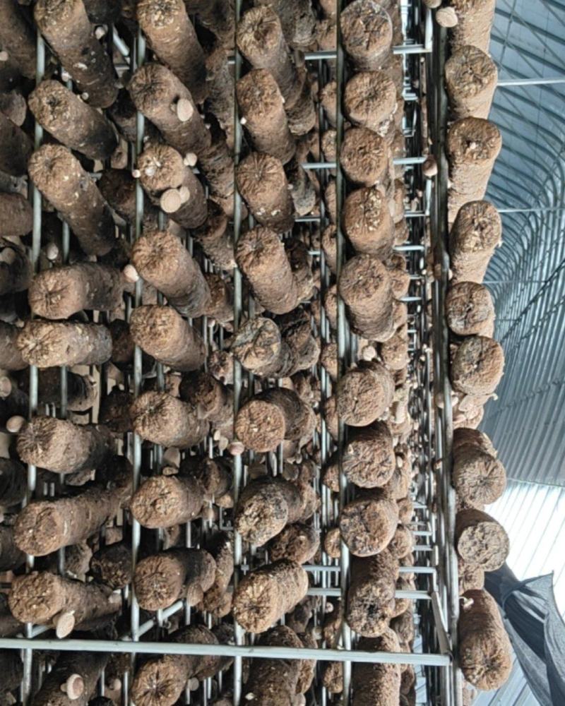【推荐】鲜香菇批发市场，一件代办，货源充足