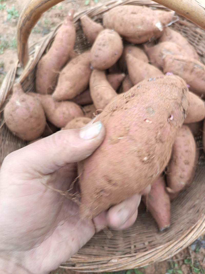 红薯