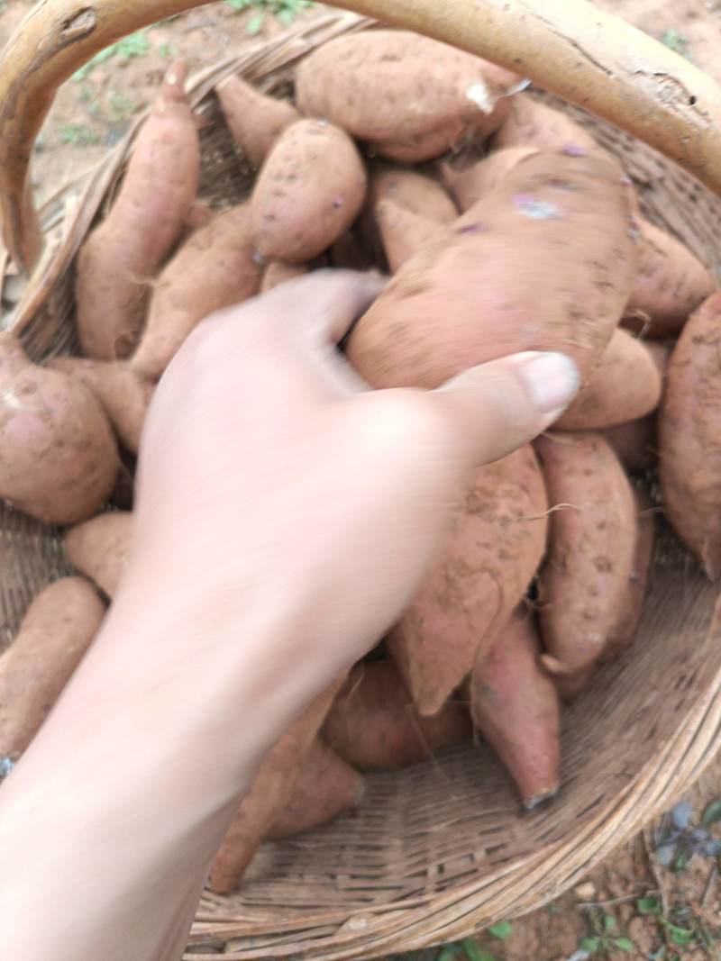 红薯