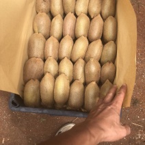 湘西米粮一号猕猴桃