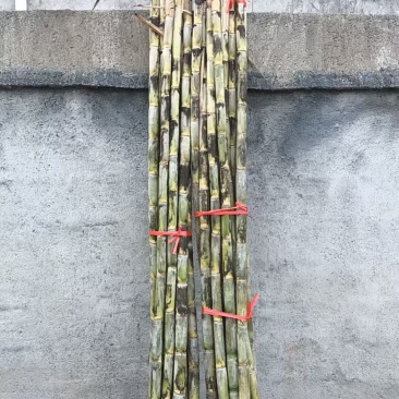 甘蔗大量批发需要赶紧联系全部是精品