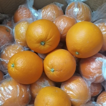 湖南省邵阳市新宁县精品崀山脐橙，一手货源。欢迎采购