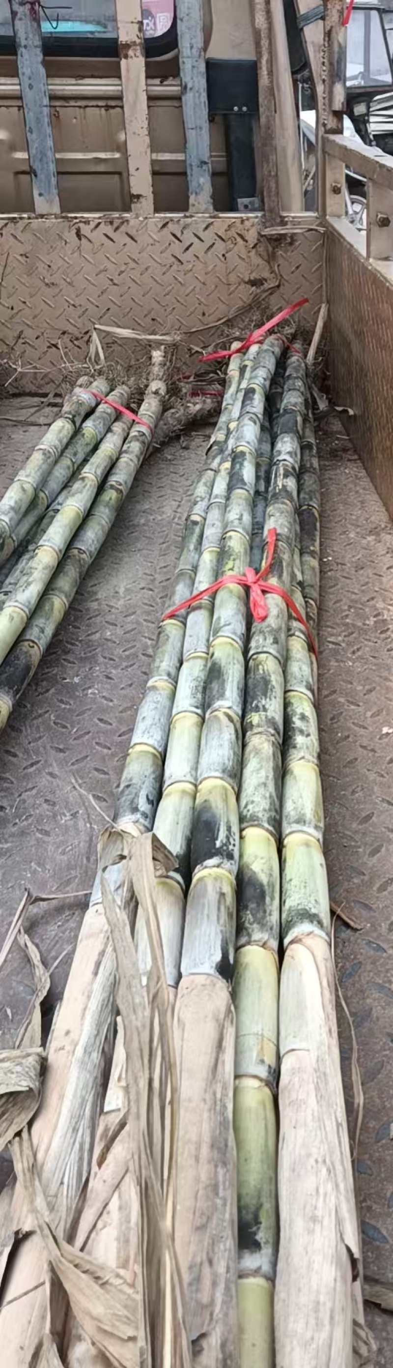 甘蔗大量批发需要赶紧联系全部都是精品