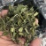 福鼎白茶寿眉百年老茶树