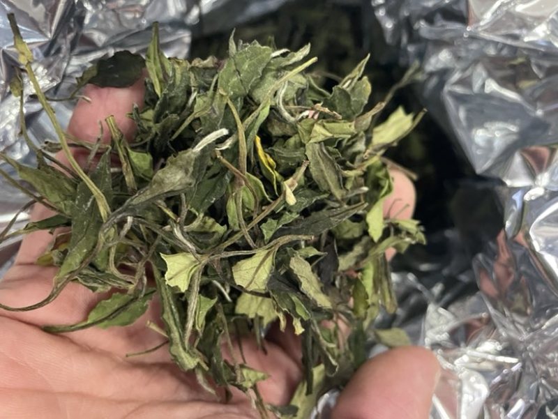 福鼎白茶寿眉百年老茶树